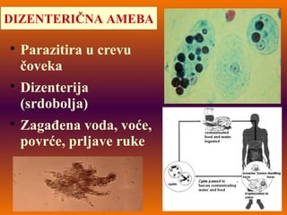 DIZENTERIČNA AMEBA

Parazitira u crevu
čoveka

Dizenterija
(srdobolja)

Zagađena voda, voće,
povrće, prljave ruke
 