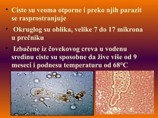 
Ciste su veoma otporne i preko njih parazit
se rasprostranjuje

Okruglog su oblika, velike 7 do 17 mikrona
u prečniku

Izbačene iz čovekovog creva u vodenu
sredinu ciste su sposobne da žive više od 9
meseci i podnesu temperaturu od 68°C
 