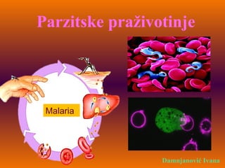 Parzitske praživotinje
Damnjanović Ivana
Malaria
 