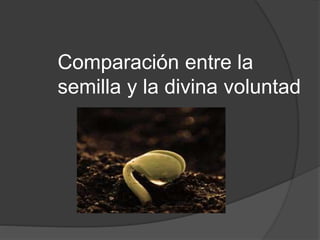 Comparación entre la
semilla y la divina voluntad
 