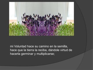 mi Voluntad hace su camino en la semilla,
hace que la tierra la reciba, dándole virtud de
hacerla germinar y multiplicarse;
 
