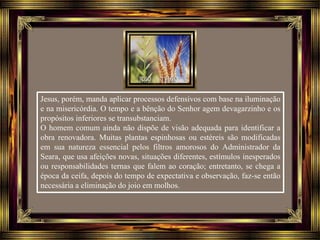 Jesus, porém, manda aplicar processos defensivos com base na iluminação
e na misericórdia. O tempo e a bênção do Senhor agem devagarzinho e os
propósitos inferiores se transubstanciam.
O homem comum ainda não dispõe de visão adequada para identificar a
obra renovadora. Muitas plantas espinhosas ou estéreis são modificadas
em sua natureza essencial pelos filtros amorosos do Administrador da
Seara, que usa afeições novas, situações diferentes, estímulos inesperados
ou responsabilidades ternas que falem ao coração; entretanto, se chega a
época da ceifa, depois do tempo de expectativa e observação, faz-se então
necessária a eliminação do joio em molhos.
 