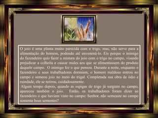 O joio é uma planta muito parecida com o trigo, mas, não serve para a
alimentação do homem, podendo até envenená-lo. Eis porque o inimigo
do fazendeiro quis fazer a mistura do joio com o trigo no campo, visando
prejudicar a colheita e causar males aos que se alimentassem do produto
daquele campo. O inimigo fez o que pensou. Durante a noite, enquanto o
fazendeiro e seus trabalhadores dormiam, o homem maldoso entrou no
campo e semeou joio no meio do trigal. Completada sua obra de ódio e
ruindade, ele se retirou, cuidadosamente.
Algum tempo depois, quando as espigas de trigo já surgiam no campo,
apareceu também o joio. Então, os trabalhadores foram dizer ao
fazendeiro o que haviam visto no campo: Senhor, não semeaste no campo
somente boas sementes?
 