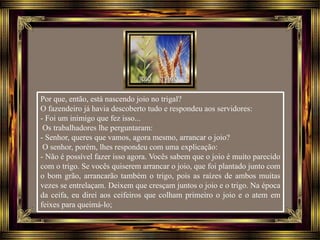 Por que, então, está nascendo joio no trigal?
O fazendeiro já havia descoberto tudo e respondeu aos servidores:
- Foi um inimigo que fez isso...
Os trabalhadores lhe perguntaram:
- Senhor, queres que vamos, agora mesmo, arrancar o joio?
O senhor, porém, lhes respondeu com uma explicação:
- Não é possível fazer isso agora. Vocês sabem que o joio é muito parecido
com o trigo. Se vocês quiserem arrancar o joio, que foi plantado junto com
o bom grão, arrancarão também o trigo, pois as raízes de ambos muitas
vezes se entrelaçam. Deixem que cresçam juntos o joio e o trigo. Na época
da ceifa, eu direi aos ceifeiros que colham primeiro o joio e o atem em
feixes para queimá-lo;
 