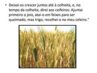 • Deixai-os crescer juntos até à colheita, e, no
tempo da colheita, direi aos ceifeiros: Ajuntai
primeiro o joio, atai-o em feixes para ser
queimado; mas trigo, recolhei-o no meu celeiro."

 