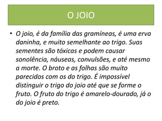 O JOIO
• O joio, é da família das gramíneas, é uma erva
daninha, e muito semelhante ao trigo. Suas
sementes são tóxicas e podem causar
sonolência, náuseas, convulsões, e até mesmo
a morte. O broto e as folhas são muito
parecidos com os do trigo. É impossível
distinguir o trigo do joio até que se forme o
fruto. O fruto do trigo é amarelo-dourado, já o
do joio é preto.

 