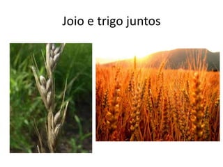 Joio e trigo juntos

 