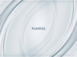 PLANTAS
 