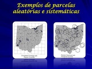 Exemplos de parcelas
aleatórias e sistemáticas
 
