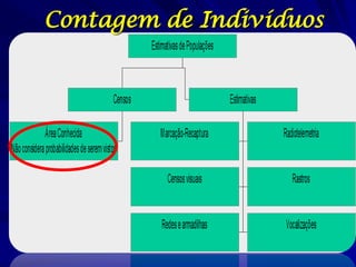 Contagem de Indivíduos
 