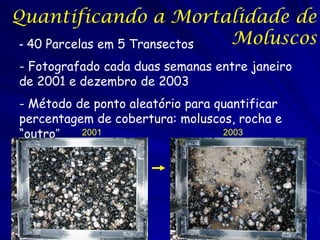Quantificando a Mortalidade de
 - 40 Parcelas em 5 Transectos Moluscos
- Fotografado cada duas semanas entre janeiro
de 2001 e dezembro de 2003
- Método de ponto aleatório para quantificar
percentagem de cobertura: moluscos, rocha e
“outro”   2001                    2003
 