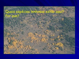 Quais espécies lenhosas estão aqui?
Por que?
 
