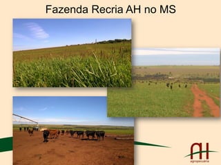 Fazenda Recria AH no MS
 