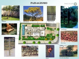 PAISAGISMO
Romã Cica Revoluta Baixa
Bambu MossoPandanus Ipê Amarelo
Mini Ixora
Trachicarpus
 