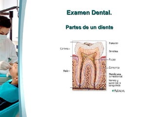 Examen Dental. Partes de un diente 