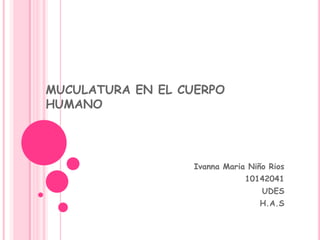 MUCULATURA EN EL CUERPO
HUMANO




                   Ivanna Maria Niño Rios
                               10142041
                                   UDES
                                   H.A.S
 
