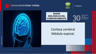 BASES
BIOLÓGICAS DEL
COMPORTAMIENTO
Corteza cerebral
Médula espinal.
https://invdes.com.mx/wp-content/uploads/2019/06/07-06-19-corteza.jpg
 