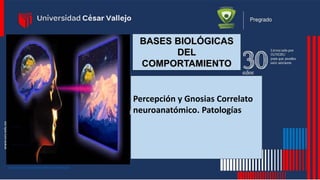 BASES BIOLÓGICAS
DEL
COMPORTAMIENTO
Percepción y Gnosias Correlato
neuroanatómico. Patologías
https://i.ytimg.com/vi/e8xh8kenKNE/maxresdefault.jpg
 