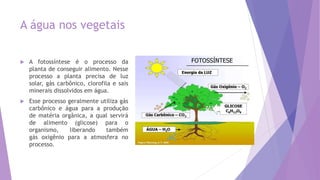 A água nos vegetais
 A fotossíntese é o processo da
planta de conseguir alimento. Nesse
processo a planta precisa de luz
solar, gás carbônico, clorofila e sais
minerais dissolvidos em água.
 Esse processo geralmente utiliza gás
carbônico e água para a produção
de matéria orgânica, a qual servirá
de alimento (glicose) para o
organismo, liberando também
gás oxigênio para a atmosfera no
processo.
 
