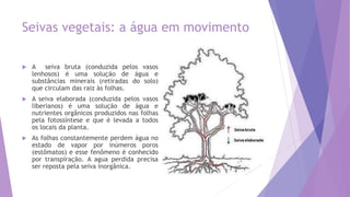Seivas vegetais: a água em movimento
 A seiva bruta (conduzida pelos vasos
lenhosos) é uma solução de água e
substâncias minerais (retiradas do solo)
que circulam das raiz às folhas.
 A seiva elaborada (conduzida pelos vasos
liberianos) é uma solução de água e
nutrientes orgânicos produzidos nas folhas
pela fotossíntese e que é levada a todos
os locais da planta.
 As folhas constantemente perdem água no
estado de vapor por inúmeros poros
(estômatos) e esse fenômeno é conhecido
por transpiração. A agua perdida precisa
ser reposta pela seiva inorgânica.
 
