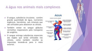  O sangue, substância circulante, contém
grande quantidade de água, nutrientes
orgânicos, hormônios, sais minerais que
são utilizados para abastecer as células.
 Também existe no sangue glóbulos
vermelhos responsáveis pelo transporte
de oxigênio.
 O sangue entrega substâncias essenciais
aos órgãos que serão utilizados nas
células, como também recolhe as
impurezas levando-as para o meio
exterior.
A água nos animais mais complexos
 