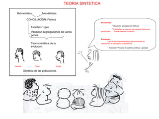 TEORIA SINTETICA Biómetristas  Mendelistas CONCILIACIÓN (Fisher) Fenotipo-1 gen Variación-segregaciones de varios genes. Teoría sintética de la evolución. Genética de las poblaciones Haldane Fisher Wright Mendelistas : *  Oposición a la selección Natural * Estudiaban la herencia de grandes diferencias genotípicas.  * Nueva especie= mutación. Biómetras:   * uso de técnicas estadísticas para comparar la distribución de caracteres cuantitativos. *  Evolución: Proceso de cambio continuo y gradual 