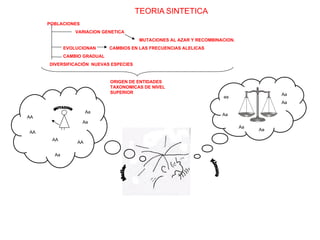 TEORIA   SINTETICA POBLACIONES VARIACION GENETICA  MUTACIONES AL AZAR Y RECOMBINACION. EVOLUCIONAN  CAMBIOS EN LAS FRECUENCIAS ALELICAS CAMBIO GRADUAL DIVERSIFICACIÓN  NUEVAS ESPECIES ORIGEN DE ENTIDADES TAXONOMICAS DE NIVEL SUPERIOR Aa Aa aa Aa Aa Aa Kimura Muller MUTACION AA Aa AA AA AA Aa Aa 