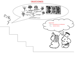 EVOLUCION Descendencia con modificación selección natural OBJECIONES 