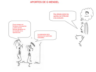APORTES DE G MENDEL Hoy debate sobre los aportes de G Mendel a la evolución. Cruzo arvejas con fenotipos contrastantes y probo que los factores genéticos no se mezclan en la reproducción. Los elementos de la herencia eran partículas indivisibles… 