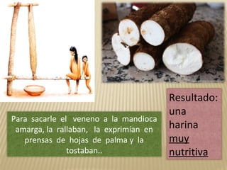 Para sacarle el veneno a la mandioca
amarga, la rallaban, la exprimían en
prensas de hojas de palma y la
tostaban..
Resultado:
una
harina
muy
nutritiva
 