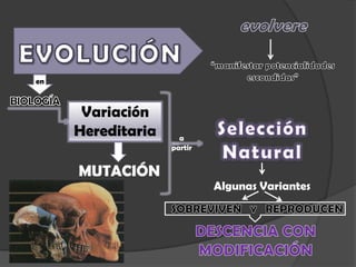 evolvere “manifestar potencialidades escondidas” EVOLUCIÓN en BIOLOGÍA Variación Hereditaria Selección  Natural a partir  MUTACIÓN  Algunas Variantes SOBREVIVEN  Y   REPRODUCEN DESCENCIA CON MODIFICACIÓN 