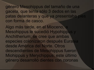 género Mesohippus del tamaño de una
gacela, que tenía sólo 3 dedos en las
patas delanteras y que ya presentaba pies
con forma de casco.
Algo más tarde, en el Mioceno, a
Mesohippus le sucedió Hypohippus y
Anchitherium; se cree que ambas
especies colonizaron después Eurasia
desde América del Norte. Otros
descendientes de Mesohippus fueron
Miohippus y Merychippus; este último
género desarrolló dientes con coronas
 