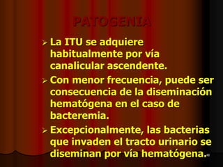 48
PATOGENIA
➢ La ITU se adquiere
habitualmente por vía
canalicular ascendente.
➢ Con menor frecuencia, puede ser
consecuencia de la diseminación
hematógena en el caso de
bacteremia.
➢ Excepcionalmente, las bacterias
que invaden el tracto urinario se
diseminan por vía hematógena.
 