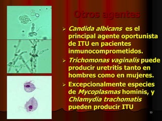 53
Otros agentes
➢ Candida albicans es el
principal agente oportunista
de ITU en pacientes
inmunocomprometidos.
➢ Trichomonas vaginalis puede
producir uretritis tanto en
hombres como en mujeres.
➢ Excepcionalmente especies
de Mycoplasmas hominis, y
Chlamydia trachomatis
pueden producir ITU
 