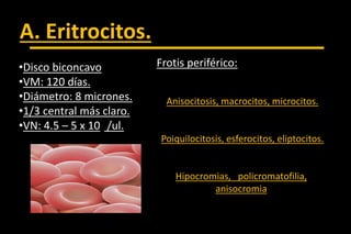 •Disco biconcavo
•VM: 120 días.
•Diámetro: 8 micrones.
•1/3 central más claro.
•VN: 4.5 – 5 x 106 /ul.
A. Eritrocitos.
Frotis periférico:
Variaciones de Tamaño
Anisocitosis, macrocitos, microcitos.
Variaciones de Forma
Poiquilocitosis, esferocitos, eliptocitos.
Alteraciones en el color
Hipocromias, policromatofilia,
anisocromia
 