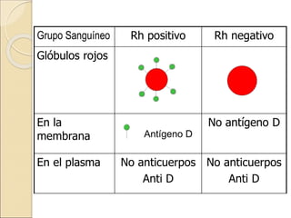 Grupo Sanguíneo Rh positivo Rh negativo
Glóbulos rojos
En la
membrana
No antígeno D
En el plasma No anticuerpos
Anti D
No anticuerpos
Anti D
Antígeno D
 