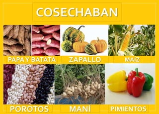 COSECHABAN
PAPAY BATATA ZAPALLO MAÍZ
POROTOS MANÍ PIMIENTOS
 