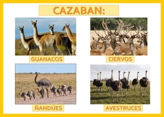 CAZABAN:
GUANACOS CIERVOS
ÑANDÚES AVESTRUCES
 