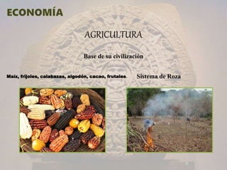 AGRICULTURA
Maíz, frijoles, calabazas, algodón, cacao, frutales.
Base de su civilización
Sistema de Roza
 