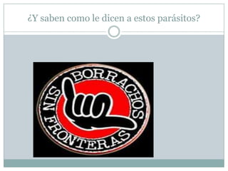 ¿Y saben como le dicen a estos parásitos?