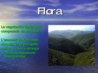 Flora <ul><li>La vegetación típica está </li></ul><ul><li>composada de matollar. </li></ul><ul><li>L’element de flora més ...