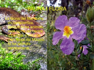 e ON ÉS EL MONTSENY? Està situat a la serralada prelitoral catalana. 