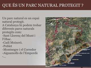 QUE ÉS UN PARC NATURAL PROTEGIT ? Un parc natural es un espai natural protegit. A Catalunya hi podem trobar diferents parcs naturals protegits com: -Sant Llorenç del Munt i l'Obac. -Cadí Moixeró. -Poblet -Montnegre i el Corredor   -Aiguamolls de l'Empordà -... 