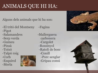 ANIMALS QUE HI HA: Alguns dels animals que hi ha son:   -El tritó del Montseny     -Fagina -Pigot -Salamandres                   -Mallerguera  -Serp verda                           carbonera -Guineu                                -Cargolet -Pinsà                                  -Rossinyol -Toixó                                  -Ratolí de bosc -Talpó roig                           -Conill -Corb                                      -Porc senglar -Esquirol                              -Gripau comú -Merla                                     