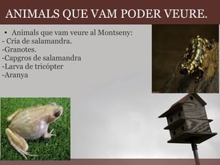ANIMALS QUE VAM PODER VEURE.   Animals que vam veure al Montseny: - Cria de salamandra. -Granotes. -Capgros de salamandra -Larva de tricópter   -Aranya  