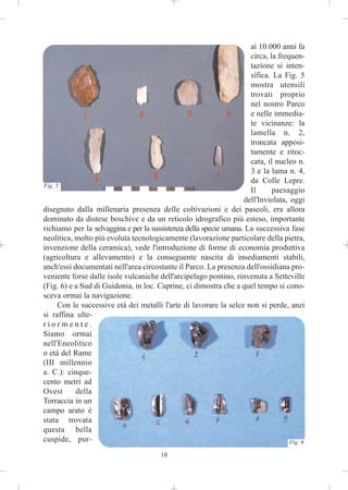 ai 10.000 anni fa
                                                                     circa, la frequen-
                                                                     tazione si inten-
                                                                     sifica. La Fig. 5
                                                                     mostra utensili
                                                                     trovati proprio
                                                                     nel nostro Parco
                                                                     e nelle immedia-
                                                                     te vicinanze: la
                                                                     lamella n. 2,
                                                                     troncata apposi-
                                                                     tamente e ritoc-
                                                                     cata, il nucleo n.
                                                                     3 e la lama n. 4,
                                                                     da Colle Lepre.
Fig. 5
                                                                     Il      paesaggio
                                                                   dell'Inviolata, oggi
disegnato dalla millenaria presenza delle coltivazioni e dei pascoli, era allora
dominato da distese boschive e da un reticolo idrografico più esteso, importante
richiamo per la selvaggina e per la sussistenza della specie umana. La successiva fase
neolitica, molto più evoluta tecnologicamente (lavorazione particolare della pietra,
invenzione della ceramica), vede l'introduzione di forme di economia produttiva
(agricoltura e allevamento) e la conseguente nascita di insediamenti stabili,
anch'essi documentati nell'area circostante il Parco. La presenza dell'ossidiana pro-
veniente forse dalle isole vulcaniche dell'arcipelago pontino, rinvenuta a Setteville
(Fig. 6) e a Sud di Guidonia, in loc. Caprine, ci dimostra che a quel tempo si cono-
sceva ormai la navigazione.
      Con le successive età dei metalli l'arte di lavorare la selce non si perde, anzi
si raffina ulte-
riormente.
Siamo ormai
nell'Eneolitico
o età del Rame
(III millennio
a. C.): cinque-
cento metri ad
Ovest      della
Torraccia in un
campo arato è
stata trovata
questa bella
cuspide, pur-                                                                      Fig. 6

                                        18
 