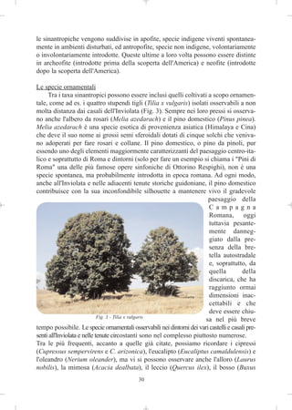 le sinantropiche vengono suddivise in apofite, specie indigene viventi spontanea-
mente in ambienti disturbati, ed antropofite, specie non indigene, volontariamente
o involontariamente introdotte. Queste ultime a loro volta possono essere distinte
in archeofite (introdotte prima della scoperta dell'America) e neofite (introdotte
dopo la scoperta dell'America).

Le specie ornamentali
     Tra i taxa sinantropici possono essere inclusi quelli coltivati a scopo ornamen-
tale, come ad es. i quattro stupendi tigli (Tilia x vulgaris) isolati osservabili a non
molta distanza dai casali dell'Inviolata (Fig. 3). Sempre nei loro pressi si osserva-
no anche l'albero da rosari (Melia azedarach) e il pino domestico (Pinus pinea).
Melia azedarach è una specie esotica di provenienza asiatica (Himalaya e Cina)
che deve il suo nome ai grossi semi sferoidali dotati di cinque solchi che veniva-
no adoperati per fare rosari e collane. Il pino domestico, o pino da pinoli, pur
essendo uno degli elementi maggiormente caratterizzanti del paesaggio centro-ita-
lico e soprattutto di Roma e dintorni (solo per fare un esempio si chiama i "Pini di
Roma" una delle più famose opere sinfoniche di Ottorino Respighi), non è una
specie spontanea, ma probabilmente introdotta in epoca romana. Ad ogni modo,
anche all'Inviolata e nelle adiacenti tenute storiche guidoniane, il pino domestico
contribuisce con la sua inconfondibile silhouette a mantenere vivo il gradevole
                                                                        paesaggio della
                                                                        Campagna
                                                                        Romana, oggi
                                                                        tuttavia pesante-
                                                                        mente danneg-
                                                                        giato dalla pre-
                                                                        senza della bre-
                                                                        tella autostradale
                                                                        e, soprattutto, da
                                                                        quella          della
                                                                        discarica, che ha
                                                                        raggiunto ormai
                                                                        dimensioni inac-
                                                                        cettabili e che
                                                                        deve essere chiu-
                             Fig. 3 - Tilia x vulgaris
                                                                       sa nel più breve
tempo possibile. Le specie ornamentali osservabili nei dintorni dei vari castelli e casali pre-
senti all'Inviolata e nelle tenute circostanti sono nel complesso piuttosto numerose.
Tra le più frequenti, accanto a quelle già citate, possiamo ricordare i cipressi
(Cupressus sempervirens e C. arizonica), l'eucalipto (Eucaliptus camaldulensis) e
l'oleandro (Nerium oleander), ma vi si possono osservare anche l'alloro (Laurus
nobilis), la mimosa (Acacia dealbata), il leccio (Quercus ilex), il bosso (Buxus
                                            30
 
