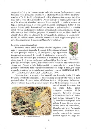 sempervirens), il gelso (Morus nigra) e molte altre ancora. Analogamente a quan-
to accade con il gelso, usato talvolta per le alberature stradali all'interno delle tenu-
te (ad es. a Tor de' Sordi), può capitare di vedere alberature costruite con altri albe-
ri da frutto, come ad es. il mandorlo (Prunus dulcis) e il noce (Juglans regia, ad
es. a Tor Mastorta). Molto ben costruito e di notevole bellezza, anche se attualmen-
te poco curato, è il viale di accesso a Castell'Arcione, fiancheggiato da filari di ben
quattro diverse specie. Partendo dall'esterno verso la sede stradale vi si possono
infatti rilevare una lunga siepe di bosso, un filare di alti pini domestici, uno di vec-
chi e maestosi lecci ed infine, proprio a ridosso della strada, un filare di colorati
oleandri. Solo intravisti all'interno del cortile, dato che anche qui la scarsa dispo-
nibilità dei residenti non ha consentito un'osservazione di maggior dettaglio, alcu-
ni bellissimi esemplari di magnolia (Magnolia grandiflora).

Le specie infestanti dei coltivi
     Si tratta di specie spesso estranee alla flora originaria di una
certa regione, giunte in epoche diverse da differenti paesi al segui-
to delle principali colture e, di conseguenza, agli spostamenti
(migrazioni, espansioni) dei popoli. Si distinguono in archeofite,           Fig. 4
introdotte con le colture più antiche (es. il frumento), e neofite, Legousia specu-
giunte dopo il 15° secolo con le nuove colture diffuse dopo la sco-       lum-veneris

perta dell'America (es. il mais). Fondamentali studi sulla flora infestante dei colti-
vi sono stati effettuati in Italia da Giovanni G. Lorenzoni, che si è occupato dell'ar-
gomento, soprattutto della vegetazione infestante dei campi di mais, per lungo
tempo lavorando un po' in tutta la nostra penisola (v. ad es. LORENZONI, 1962;
1967; LORENZONI, CHIESURA LORENZONI, 1979).
     Numerose le specie presenti nell'area considerata. Tra quelle tipiche delle col-
tivazioni, soprattutto cerealicole, si possono citare specie talvolta vistose e dalle
gradevolissime fioriture, come Gladiolus italicus, Delphinium halteratum,
Papaver rhoeas, Legousia speculum-veneris (Fig. 4), Coleostephus myconis ed
                                                     altre di minori dimensioni ma
                                                      non meno belle, come
                                                      Anagallis arvensis, Viola
                                                      arvensis, Veronica persica,
                                                      Centaurea calcitrapa, C. solsti-
                                                      tialis e Ajuga chamaepitys (Fig.
                                                      5). Sono invece frequenti nelle
                                                      colture di mais Kickxia spuria,
                                                      alcune specie di Amaranthus,
                                                      Portulaca oleracea, Persicaria
                                                      lapathifolia, Euphorbia helio-
                                                      scopia, Mercurialis annua,
               Fig. 5 - Ajuga chamaepitys            Solanum nigrum ecc. Negli oli-

                                               31
 