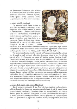 veti si osservano tipicamente, oltre ad alcu-
ne di quelle già citate (Veronica persica,
Portulaca oleracea, Solanum nigrum),
anche specie come Stellaria media,
Leopoldia comosa, Bellevalia romana ecc.

Le specie nitrofile e ruderali
     Per quanto riguarda l'area romana un
breve elenco di specie tipiche degli incolti,
dei pascoli e dei margini stradali, è fornito
da MONTELUCCI (1984) in un lavoro nel
quale sono sinteticamente descritte le prin-
cipali fitocenosi del territorio laziale. Le
specie in questione sono state riunite in un
gruppo che l'Autore definisce come elemen-
ti costituenti la "vegetazione della steppa              Fig. 6 - Convolvulus arvensis
antropica". BLASI e PIGNATTI (1984)
descrivono in un breve lavoro di tipo fitosociologico la vegetazione degli ambien-
ti calpestati di Roma, riconoscendo alcune associazioni appartenenti tutte alla clas-
se Plantaginetea majoris Tx. et Presg. in Tx. 50 em. Oberd. et al. 67.
     Tra le specie ruderali e nitrofile presenti nell'area esaminata, tipiche dei mar-
gini di strada e degli ambienti calpestati, si possono citare ad es. Convolvulus
arvensis (Fig. 6), Centaurea calcitrapa, Cichorium intybus (l'ottima cicoria),
Coleostephus myconis, Cynodon dactylon (la nota gramigna, che con i suoi stolo-
ni riesce ad insinuarsi ovunque), Lolium perenne, Daucus carota e Foeniculum
vulgare (rispettivamente carota e finocchio selvatici), Inula viscosa, Malva sylve-
stris, Plantago major, P. lanceolata, Portulaca oleracea, Rumex crispus, Verbena
officinalis, Tribulus terrestris, Urtica dioica, Xanthium spinosum ed alcune specie
dei generi Amaranthus e Chenopodium. Abbondante in varie parti dell'area consi-
derata è il cardo mariano (Silybum marianum), specie commestibile schiettamen-
te nitrofila e tipica degli ambienti concimati, soprattutto dal pascolo ovino. A que-
ste si possono aggiungere Sambucus nigra e S. ebulus, nonché alcune specie eso-
tiche arboree ormai naturalizzate ed ampiamente diffuse in Italia, come l'ailanto
(Ailanthus altissima) e la robinia (Robinia pseudoacacia).

Le specie degli incolti e dei campi abbandonati
     Questi ambienti sono dotati di una flora più ricca rispetto a quella dei campi
coltivati. In essi si sviluppa una vegetazione costituita per lo più da specie annua-
li e dominata da graminacee. Tra queste spicca, per la sua vistosità e per l'aspetto
simile a quello del frumento, Dasypyrum villosum, graminacea alta anche più di
un metro, cui si associano frequentemente Dactylis glomerata ed Elytrigia repens.
Oltre alle graminacee vi si possono osservare molte piccole piante a ciclo vitale
                                         32
 