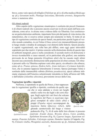 breve, come varie specie di trifoglio (Trifolium sp. pl.) e di erba medica (Medicago
sp. pl.), Geranium molle, Plantago lanceolata, Sherardia arvensis, Sanguisorba
minor e numerose altre.

Gli olmeti ruderali
      Altro aspetto della vegetazione sinantropica è costituita dai piccoli frammen-
ti di olmeti ruderali che si possono ancora osservare in diversi punti dell'area con-
siderata, come ad es. in alcune zone a ridosso della via Tiburtina. Essi costituisco-
no un particolarissimo ambiente, importante forse più dal punto di vista storico che
naturalistico, che si osserva ormai sempre più raramente in Italia. Si tratta di un
tipo di vegetazione costituita da specie banali, ma particolare perché legata al vec-
chio mondo contadino, in cui l'olmo (Ulmus minor) era immancabilmente presen-
te lungo strade e stradine di campagna e nei dintorni delle fattorie. Questi peculia-
ri aspetti vegetazionali, una volta ben più diffusi, sono oggi quasi introvabili
soprattutto per due motivi: il primo consiste nella distruzione diretta di questo tipo
di ambienti marginali, poco o nulla considerati; il secondo motivo di distruzione è
invece riconducibile a cause naturali, ed in particolare alla grafiosi, una malattia
provocata da un fungo parassita (Graphium ulmi) che ha causato negli ultimi
decenni una consistente diminuzione delle popolazioni di olmo comune. Gli olme-
ti presenti sulla via Tiburtina ospitano varie altre specie, sia arbustive che erbacee,
come ad es. Prunus spinosa, Hedera helix, Arum italicum e Cyclamen hederifo-
lium, che in autunno tappezza letteralmente il terreno. Spesso purtroppo l'olmo è
sostituito dalla immancabile robinia (Robinia pseudacacia), specie arborea infe-
stante originaria dell'America settentrionale introdotta in Italia all'inizio del '600,
o dall'ailanto (Ailanthus altissima), proveniente invece dalla Cina.

Vegetazione igrofila e ripariale
     Nell'area, e soprattutto in quella del Parco, è ben rappresen-
tata la vegetazione igrofila o ripariale, costituita da quelle spe-
                     cie che si sono adattate a vivere nei luoghi
                        umidi e sulle rive dei laghi e dei corsi d'ac-
                        qua. Sugli argini dei vari fossi che solcano
                        la superficie del Parco si osservano rigo-
                        gliosi esemplari di salici (Salix alba) e
                        pioppi (Populus nigra) accompagnati da             Fig. 7
                        maestose farnie (Quercus robur), dalle Quercus robur
                        ghiande caratterizzate dal lungo e vistoso
        Fig. 8
                        peduncolo (Fig. 7). Al di sotto delle loro chiome si possono
  Epilobium hirsutum   osservare Arundo donax, Bryonia dioica, Carex pendula,
                       Epilobium hirsutum (Fig. 8), Cyperus longus, Equisetum tel-
mateja, Petasites hybridus, Calystegia sepium, Humulus lupulus (il luppolo, Fig.
9), Clematis vitalba, Phragmites australis, Ranunculus sp. pl., Solanum dulcama-
                                           33
 